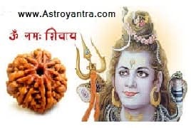 Eight Mukhi Rudraksha | अष्ट मुखी रुद्राक्ष - Astroyantra